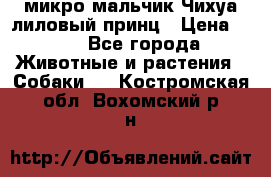 микро мальчик Чихуа лиловый принц › Цена ­ 90 - Все города Животные и растения » Собаки   . Костромская обл.,Вохомский р-н